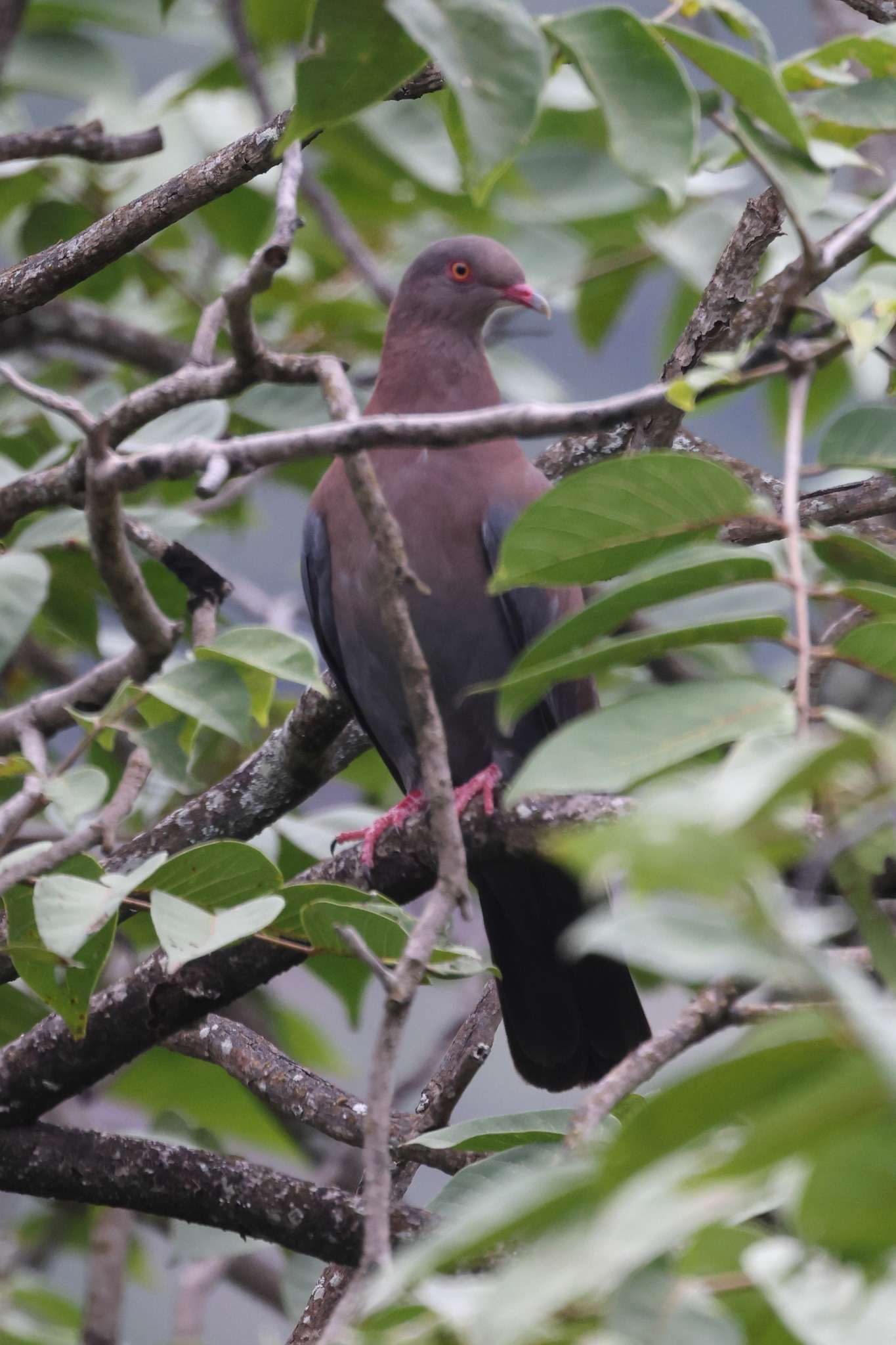 Maranon Pigeon (Patagioenas oenops), photo 2