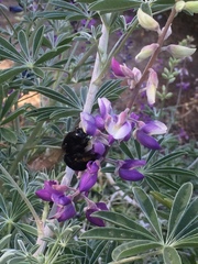 Xylocopa sonorina