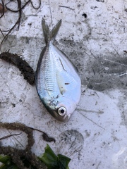 Peprilus triacanthus