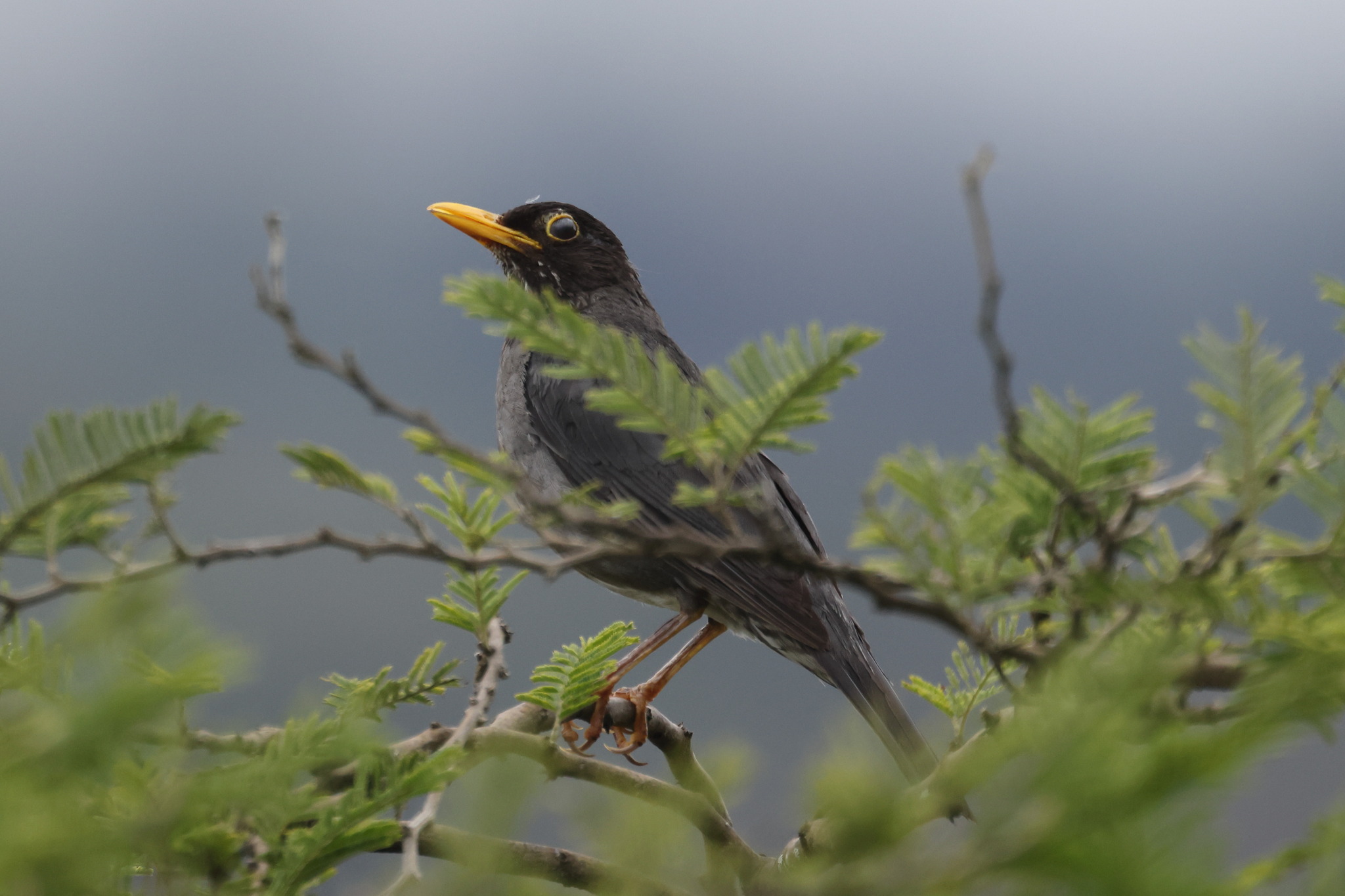Andean Slaty Thrush (Turdus nigriceps), photo 7