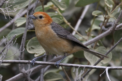 Buff-bellied Tanager (Thlypopsis inornata), photo 9