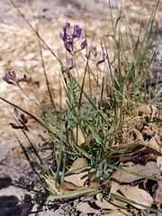 Astragalus nothoxys