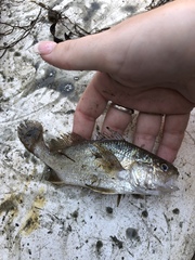 Stellifer lanceolatus