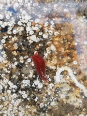 Aeolidiella sanguinea image