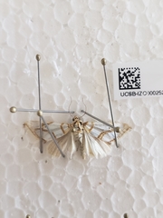 Argentostiria koebelei
