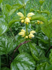 Lamium galeobdolon argentatum