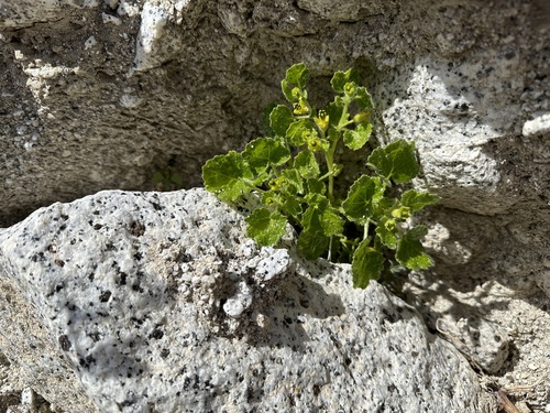 Rock nettle (Eucnide rupestris)