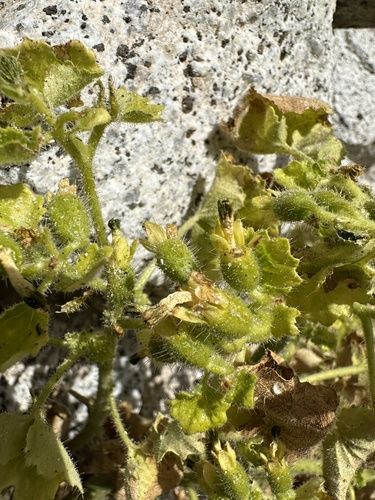 Rock nettle (Eucnide rupestris)
