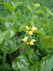 Lamium galeobdolon argentatum