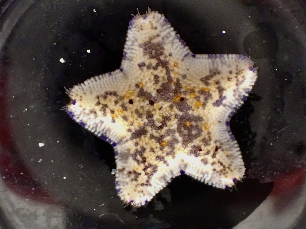 Tegulaster praesignis