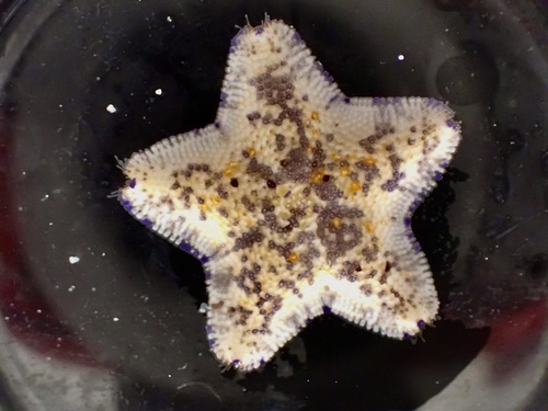 Tegulaster praesignis
