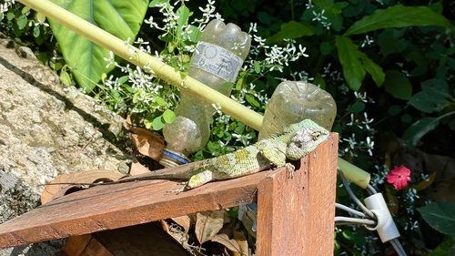Lionhead Agama, Calotes liocephalus