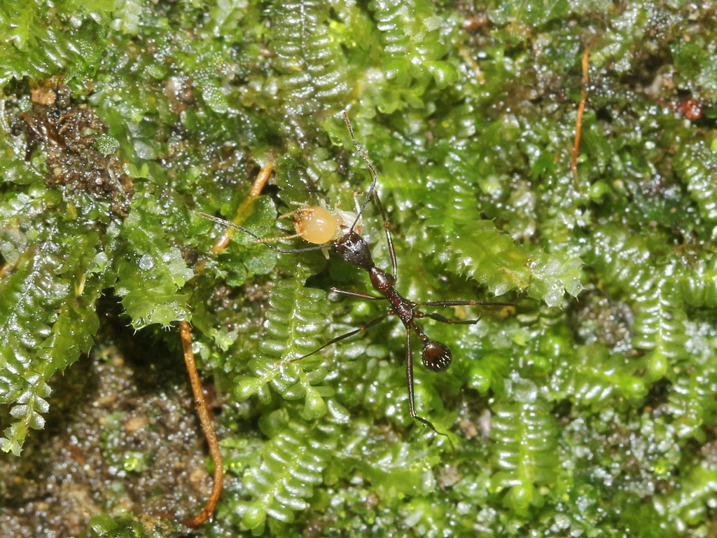 Aphaenogaster takahashii