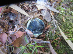 Rossbeevera pachydermis