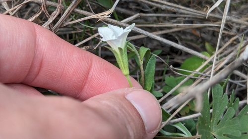 Image of Bouchetia erecta by (c) Joseph Aubert, some rights reserved (CC BY)