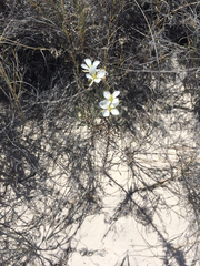 Nerisyrenia linearifolia