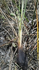 Fimbristylis castanea