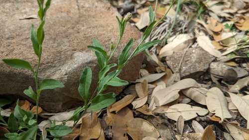 Image of Erect Bouchetia (Bouchetia erecta) by (c) Joseph Aubert, some rights reserved (CC BY)