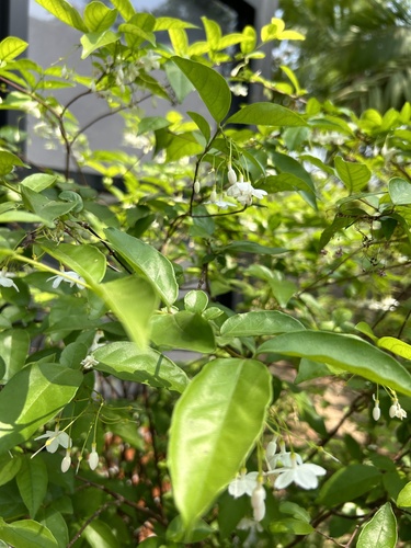 Wrightia religiosa