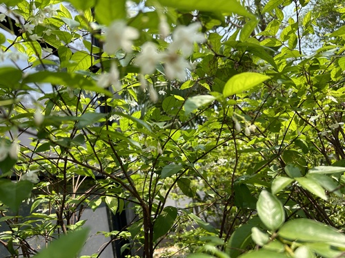 Wrightia religiosa
