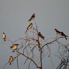 Tree Martin photo 6