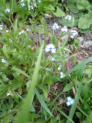 Myosotis arvensis