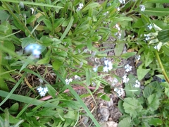 Myosotis arvensis