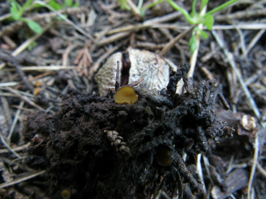Chaetothiersia cupressicola