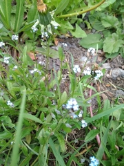 Myosotis arvensis