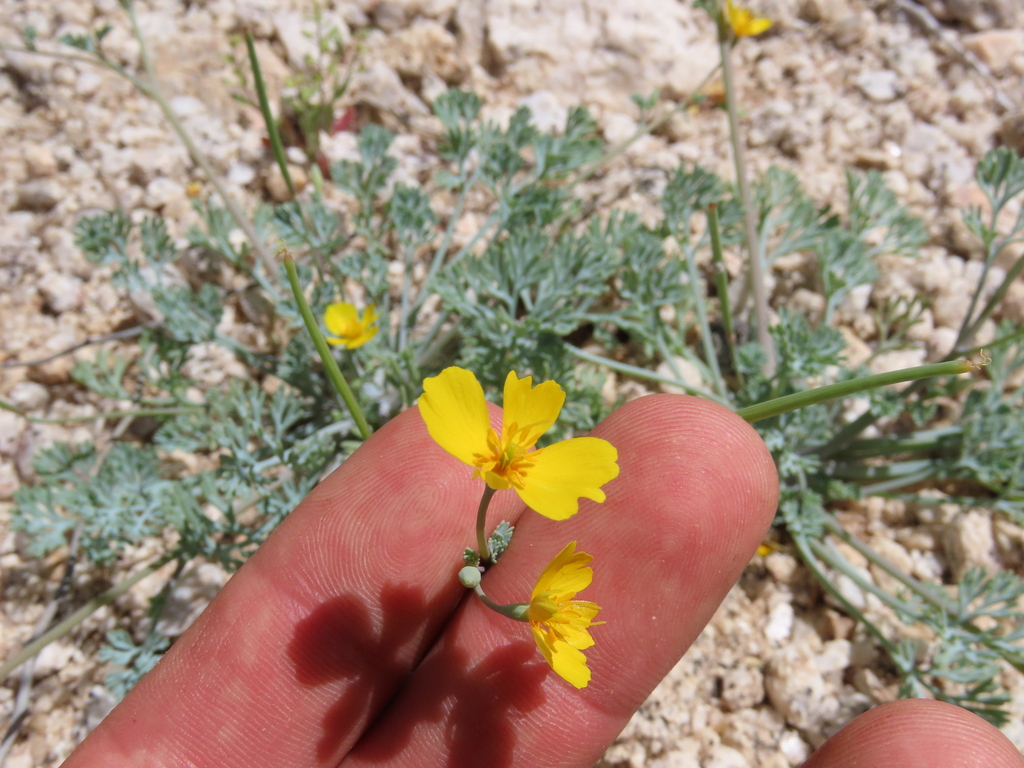 Little Gold Poppy in March 2024 by Matthew Lachiusa · iNaturalist