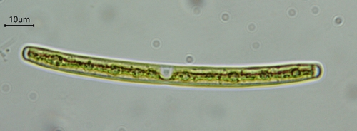 Roya obtusa
