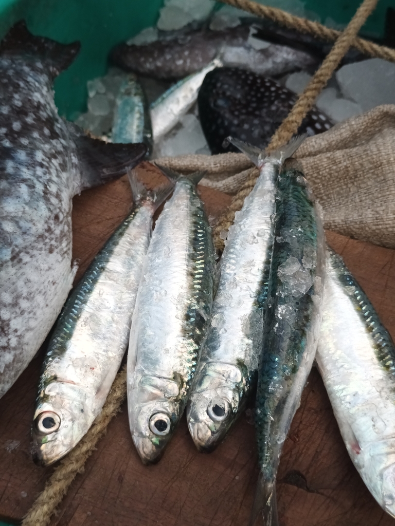 Spotted sardinella