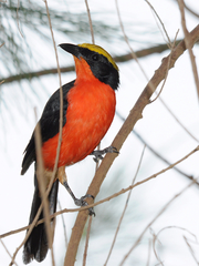 Yellow-Crowned Gonolek photo 2