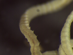 Levinsenia gracilis image