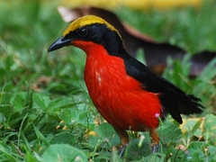 Yellow-Crowned Gonolek photo 3