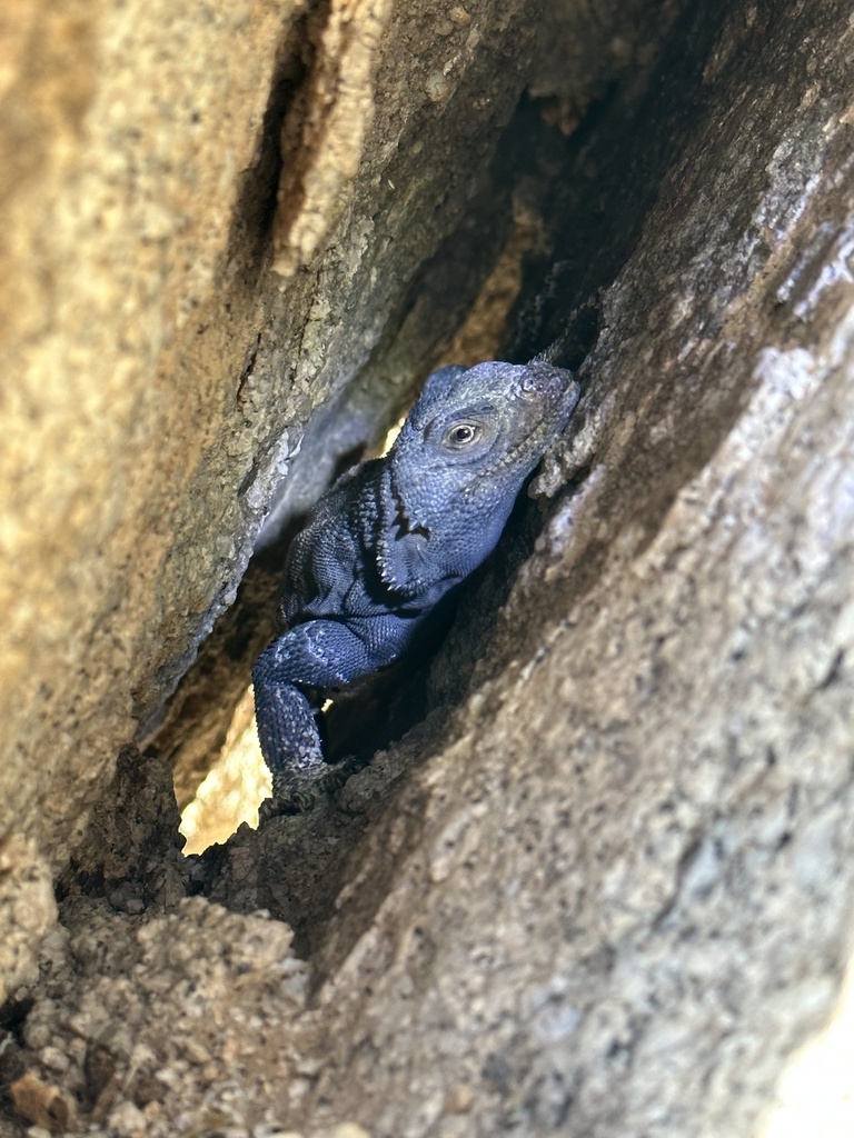 Common Chuckwalla in March 2024 by Matthew Lachiusa · iNaturalist