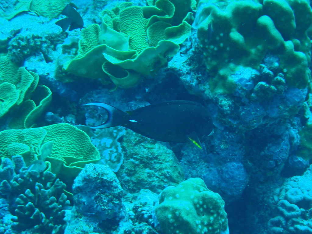 Pale-lipped Surgeonfish