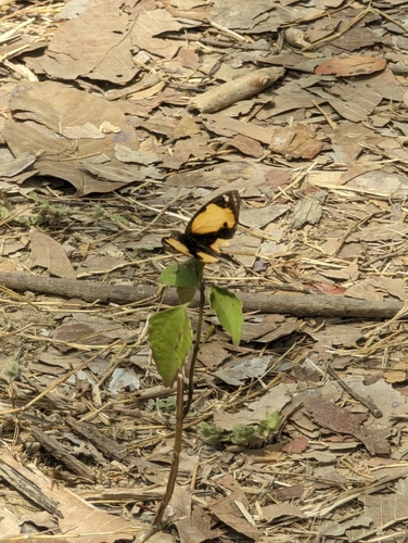 Yellow Pansy