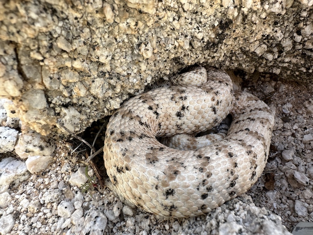 Southwestern Speckled Rattlesnake in March 2024 by Matthew Lachiusa