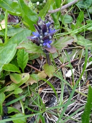 Ajuga reptans