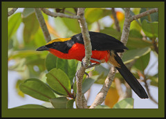 Yellow-Crowned Gonolek photo 4