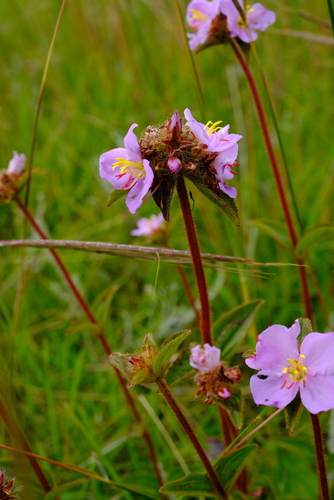 Dwarf Dissotis