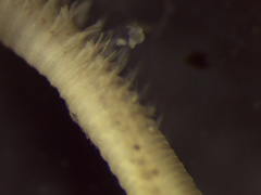 Leitoscoloplos pugettensis