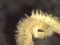 Leitoscoloplos pugettensis