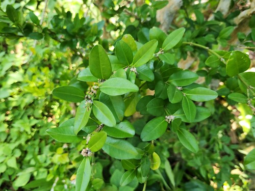 Buxus liukiuensis (Buxus liukiuensis)
