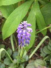 Muscari armeniacum