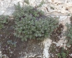 Podonosma orientalis