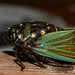Cryptotympana fumipennis - Photo (c) Luke Mackin, μερικά δικαιώματα διατηρούνται (CC BY-NC), uploaded by Luke Mackin