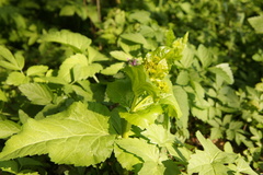 Smyrnium perfoliatum