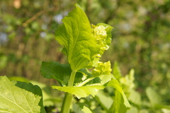 Smyrnium perfoliatum